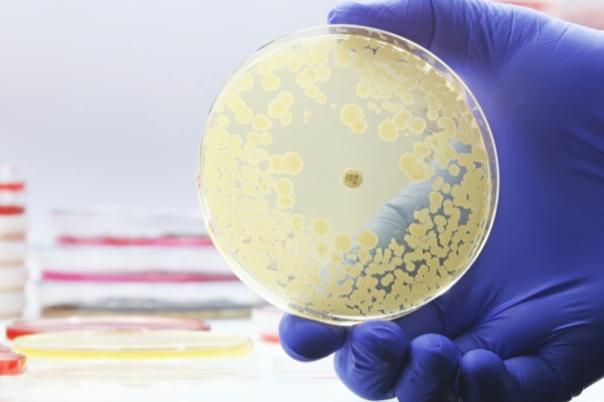 Lucy Shapiro wins Lasker Award for Uncovering Spatial Organisation in Bacterial Cells 