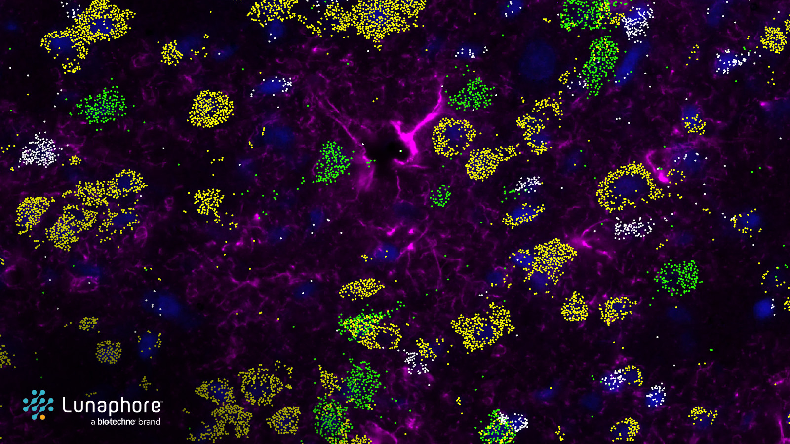 A visual walkthrough same-section RNA and protein detection on COMET™ 